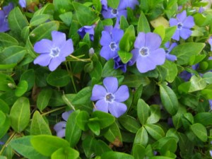 vinca-minor-xg-may142008-lah-004