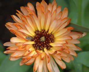 calendula-officinalis_pot-marigold_dbg_lah_1463