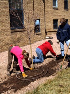 placing-irrigation-hose-around-planted-tree-carnegielib-16apr07-lah-965