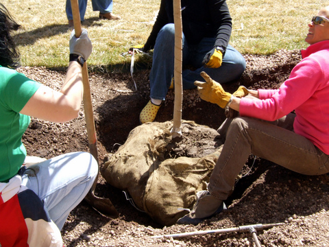placing-tree-in-hole-carnegielib-16apr07-lah-913