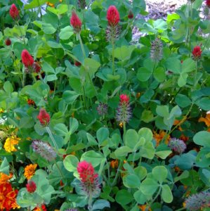 red-clover-home-2008sept23-lah-282