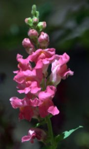 snapdragon_maderacynaz_20100511_lah_1999