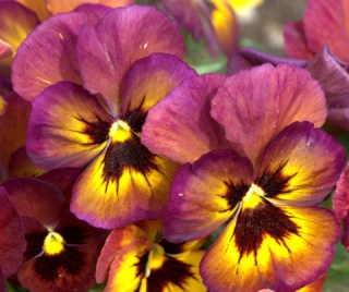 viola-x-wittrockiana_pansies_dbg_20100417_lah_2623