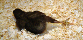 chick-sprawled-lah-040