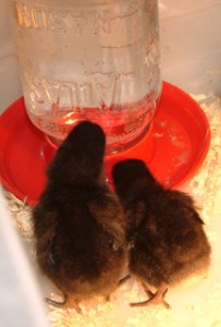 chicks-drinking-lah-015