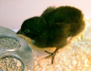 chicks-eating-lah-027