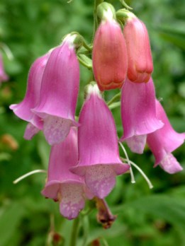 digitalis-thapsi-spanish-peaks-dbg-lah-002r