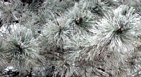 frosty-tree-home-2009-02-14-lah-253