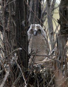 long-eared-owlet_grandjct-co_lah_3681