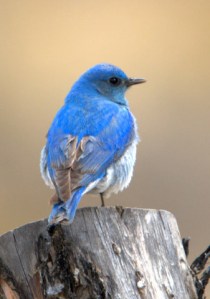 mountain-bluebird_buenavista-co_lah_2843a