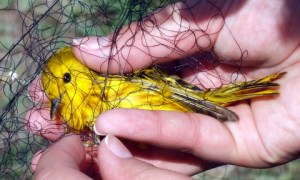 tangled-yellow-warbler-fcnc-2007may05-lah-095r