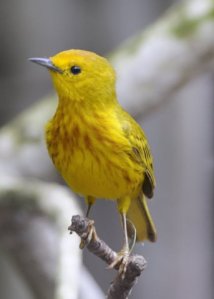yellow-warbler_boqueronbirdrefugepr_20100527_lah_5179