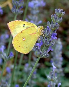 742-butterfly-on-lavender