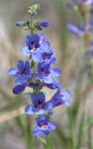 penstemon_kcs-co_lah_3437nef