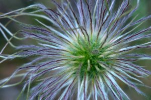 pulsatilla-patens_pasque-flower_kcs-co_lah_3414