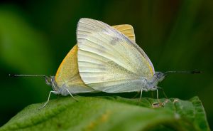 small-white-cabbage-butterfly-wikipedia