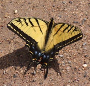 tiger-swallowtail-cornvilleaz-2009-03-21-lah-788