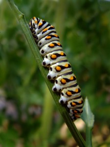 tiger-swallowtail-larva-bf-lah-019r