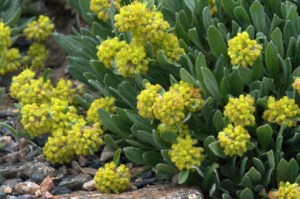alpine-sulphur-flower_mtevans-co_lah_4370