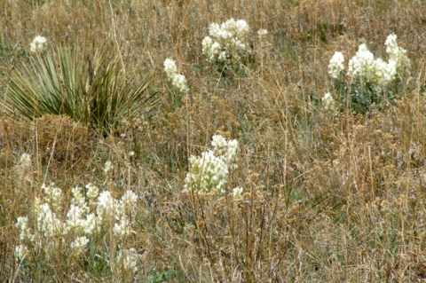 astragalus-sp_milkvetch-boulderco-2006apr29-lah-008