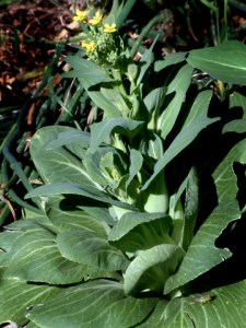 bok-choy-bolting-home-2003jun30-lah