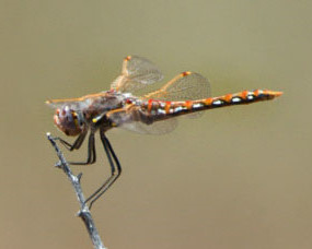 dragonfly_grandjct_lah_3964nef-1