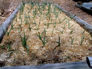 garlic-mulched-home-lah-002