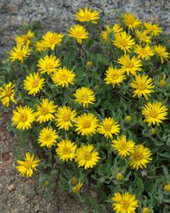 goldflower_mtevans-co_lah_5503