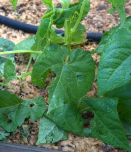 hail-damage-on-bush-beans_home_lah_5088