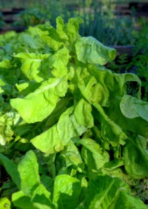 lettuce-bolting_home_lah_5094