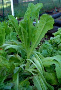 lettuce-bolting_home_lah_5096
