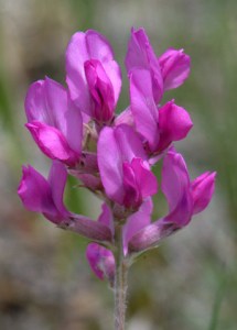 oxytropis-lambertii_locoweed_kcs-co_lah_3438nef