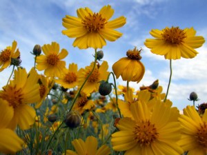 thelesperma-filifolium-field-coreopsis-ncolospgs-2008jun19-lah-003r-small