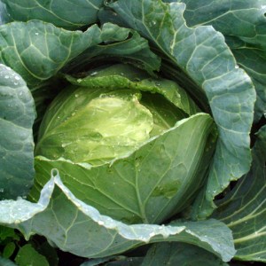 cabbage-csu-lah-092-1