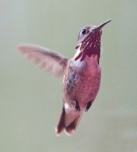 calliope-hummingbird_blkforest-co_lah_4909