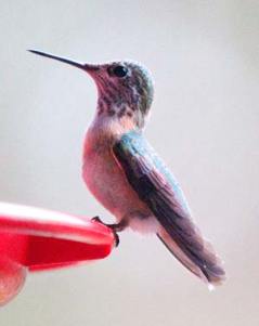 calliope-hummingbird_blkforest-co_lah_4922