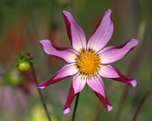 dahlia_bellevuebg_lah_6723