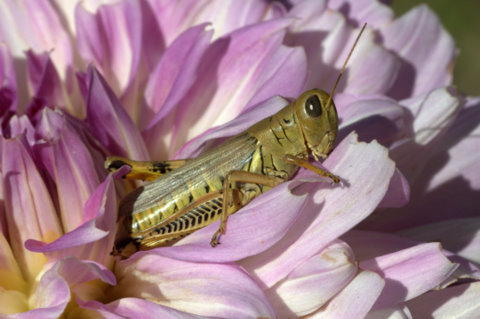 grasshopper-on-dahlia_hudsongardens-littletonco_lah_9279