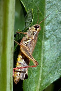 grasshopper-on-dahlia_hudsongardens-littletonco_lah_9302
