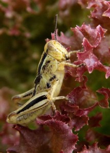 grasshopper-on-lettuce-bf-2008may30-lah-007