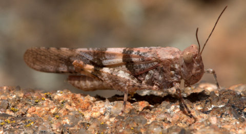 grasshopper_castlewoodcyn-co_lah_8521