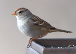 white-crowned-sparrow-at-feeder_fcnc_lah_2888nef