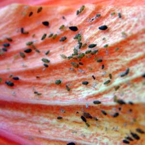 aphids-on-hibiscus-closeup-butpav-lah