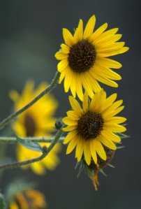 blkforest-co_lah_8039