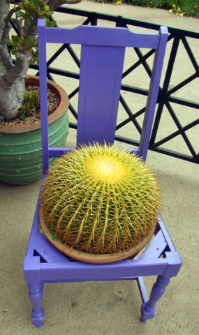 cactus-in-chair-dbg-2008jun26-lah-462