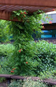 campsis-radicans-trumpet-vine_xg_20090720_lah_7339