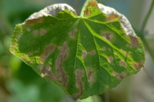 cucumber-diseased-leaves_blkforest-co_lah_6764
