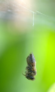 grass-spider-prey-bee_dbg-co_lah_8986