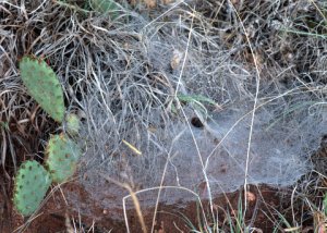 grass-spider-web_aikencyn-co_lah_8755