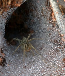 grass-spider_aikencyn-co_lah_6409